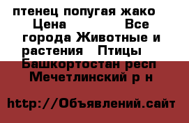 птенец попугая жако  › Цена ­ 60 000 - Все города Животные и растения » Птицы   . Башкортостан респ.,Мечетлинский р-н